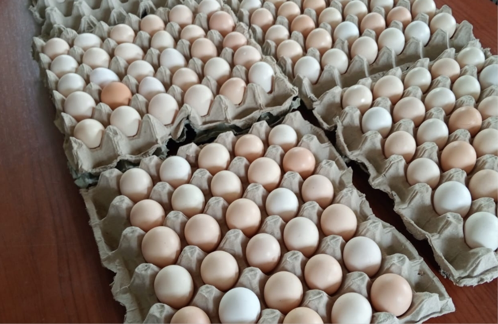 Budidaya Ayam Arab Petelur untuk Meningkatkan Kesejahteraan Para Penerima Manfaat